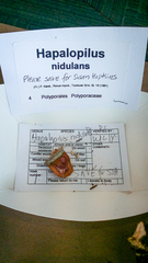 Hapalopilus rutilans