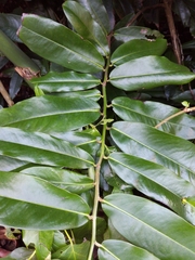 Diospyros blancoi