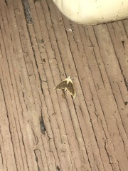 Glaphyria fulminalis