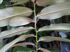 Diospyros blancoi