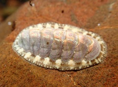 Lepidochitona cinerea