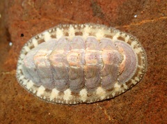 Lepidochitona cinerea
