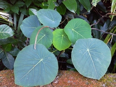 Homalanthus fastuosus