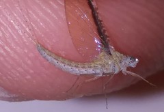 Callibaetis fluctuans