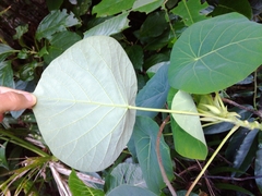 Homalanthus fastuosus