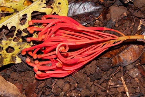 Red silky oak (Alloxylon flammeum)