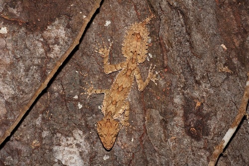 Leaf-tailed Gecko, Saltuarius cornutus