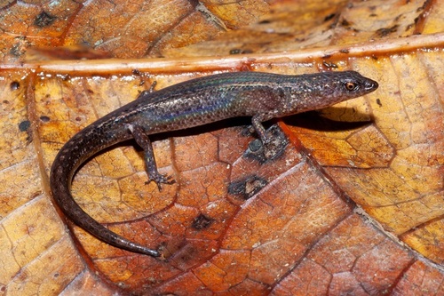 Four-fingered Shadeskink, Saproscincus tetradactylus