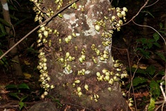 Syzygium cormiflorum