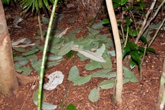 Scenopoeetes dentirostris