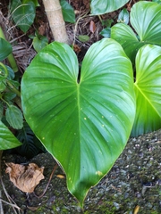 Homalomena philippinensis