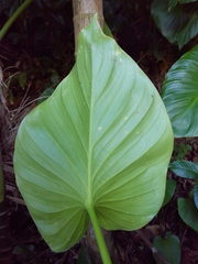 Homalomena philippinensis