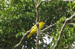 Oriolus auratus