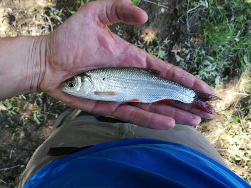 jalec tmavý (Leuciscus idus)