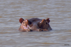 Hippopotamus amphibius