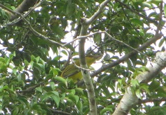 Oriolus auratus