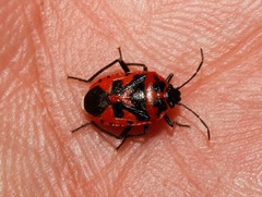 Eurydema spectabilis