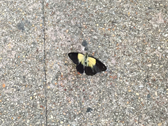 Belenois java peristhene