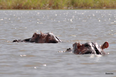 Hippopotamus amphibius