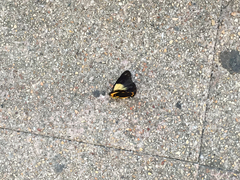 Belenois java peristhene