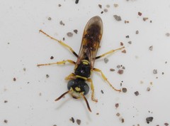 Philanthus venustus