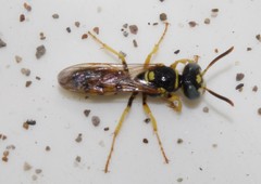 Philanthus venustus