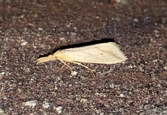 Donacaula longirostrallus