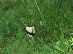 Papilio dardanus tibullus