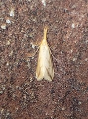 Donacaula longirostrallus