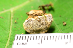 Perenniporia ohiensis image