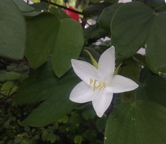 Bauhinia acuminata