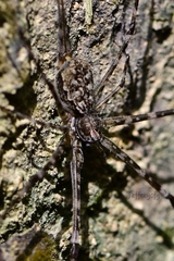 Hersilia striata