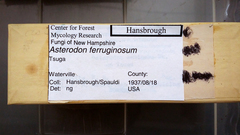 Asterodon ferruginosus