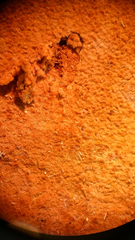 Asterodon ferruginosus