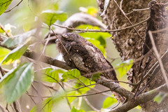 Batrachostomus moniliger