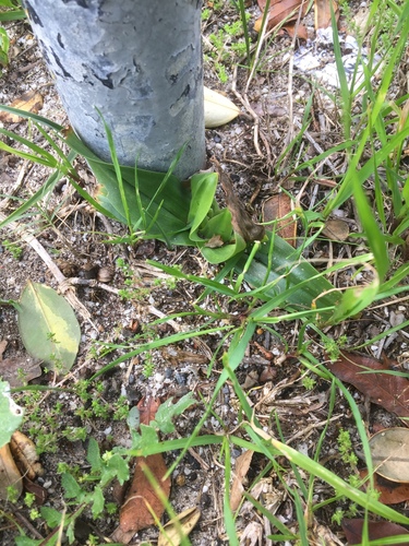 Colchicum eucomoides