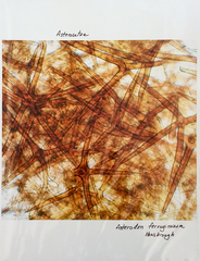 Asterodon ferruginosus