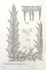 Asterodon ferruginosus