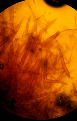 Asterodon ferruginosus