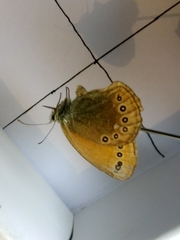 Coenonympha amaryllis