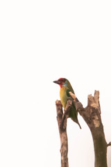 Psilopogon malabaricus