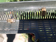 Apis mellifera