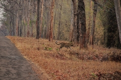 Panthera pardus fusca