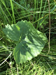 Caltha palustris palustris
