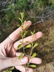 Hermannia hyssopifolia