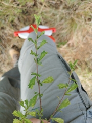Hermannia hyssopifolia