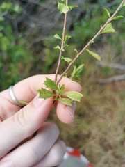 Hermannia hyssopifolia