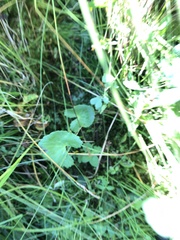 Caltha palustris palustris