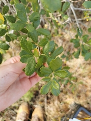 Rhoicissus tridentata tridentata