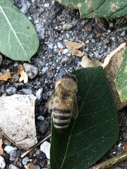 Apis mellifera